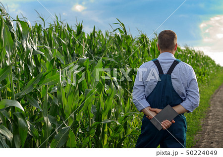 Farmer with tablet computer inspecting corn at 50224049
