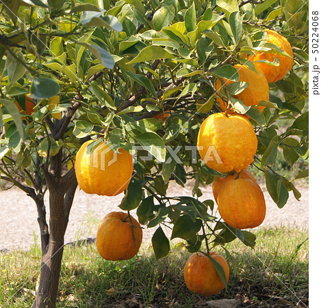 四月のシマダイダイ（縞橙）＝地球柑 50224068