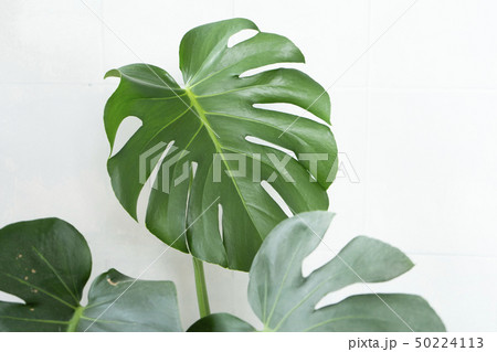 ハーブ 草本 バニラ 50224113