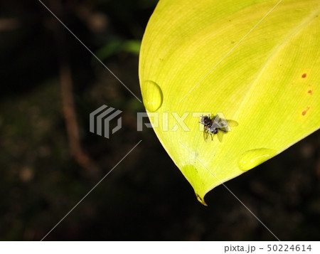 a large black fly with red eyes on sunny day a large black fly with red eyes on sunny day 50224614