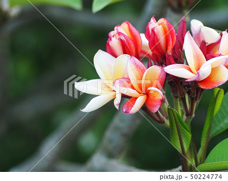 group of yellow red white flowers of Plumeria 50224774