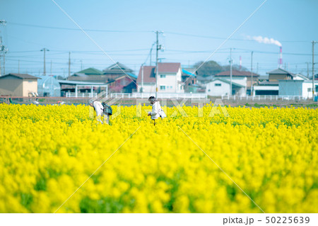 菜の花摘み 50225639