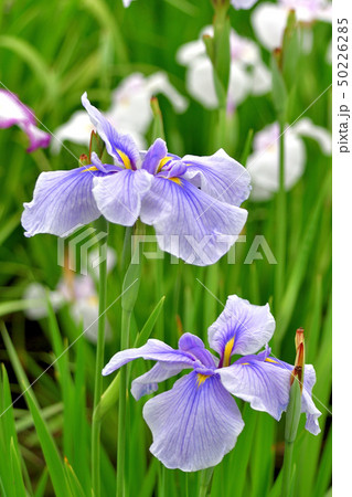 菖蒲 菖蒲 50226285