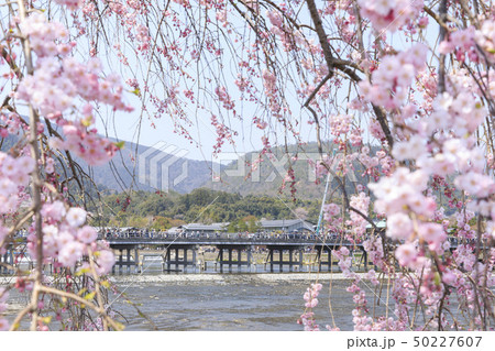 京都・嵐山・渡月橋・春・枝垂桜 50227607