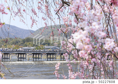 京都・嵐山・渡月橋・春・枝垂桜 50227608