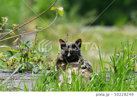 猫・野良猫・錆柄・さびちゃん・メス・春・妊娠・日向ぼっこ・可愛い・快晴・寛ぐ 50228249