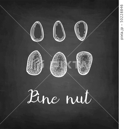 Chalk sketch of pine nut 50228846