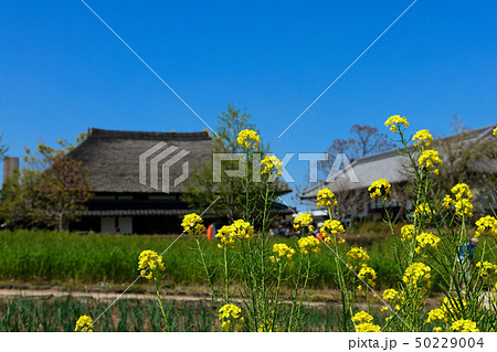 都市農業公園の畑の黄色いアブラナと古民家 都市農業公園の畑の黄色いアブラナと古民家 50229004