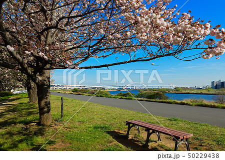 荒川堤の五色桜・花笠と東京スカイツリー 50229438