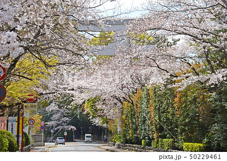 寒川神社 鳥居 参道 桜 寒川神社 鳥居 参道 桜 50229461