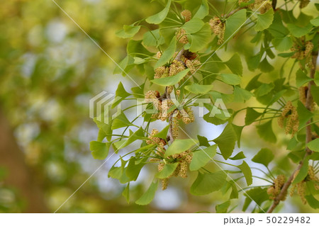 イチョウ 新緑 花 満開 春 銀杏の写真素材