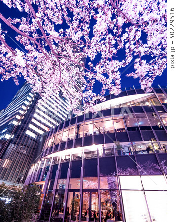 東京ミッドタウン 桜ライトアップ 東京ミッドタウン 桜ライトアップ 50229516
