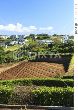 畑（夏・秋） 50230303