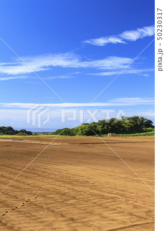 畑(夏・秋) 畑(夏・秋) 50230317