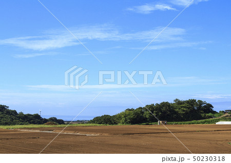 畑(夏・秋) 畑(夏・秋) 50230318