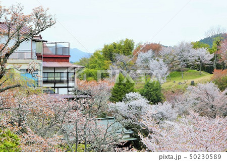里山の春 50230589