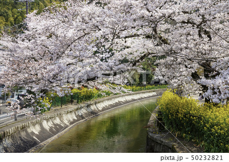 京都 疎水 桜 菜の花 京都 疎水 桜 菜の花 50232821