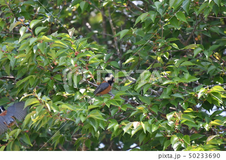 ヤマガラ・止まり木・春・快晴・可愛い ヤマガラ・止まり木・春・快晴・可愛い 50233690