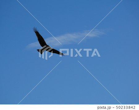 空を舞う鷹 50233842