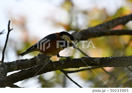 ヤマガラ・快晴・可愛い・止まり木・春・食べる・エサ ヤマガラ・快晴・可愛い・止まり木・春・食べる・エサ 50233905