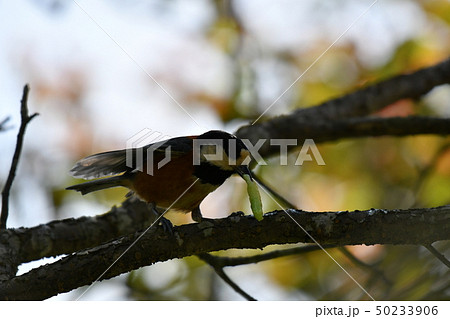 ヤマガラ・快晴・可愛い・止まり木・春・食べる・エサ ヤマガラ・快晴・可愛い・止まり木・春・食べる・エサ 50233906