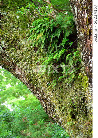 伊勢神宮の樹木 50234167