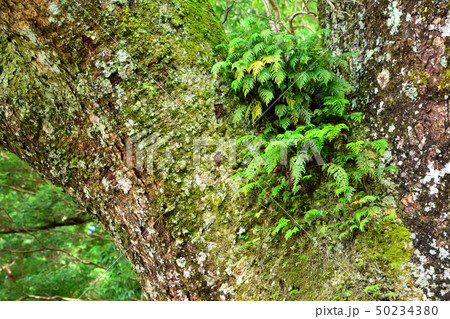 伊勢神宮の樹木 50234380
