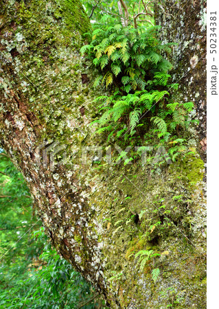 伊勢神宮の樹木 50234381