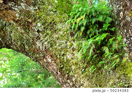 伊勢神宮の樹木 50234383