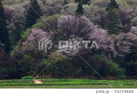 山桜花の写真素材
