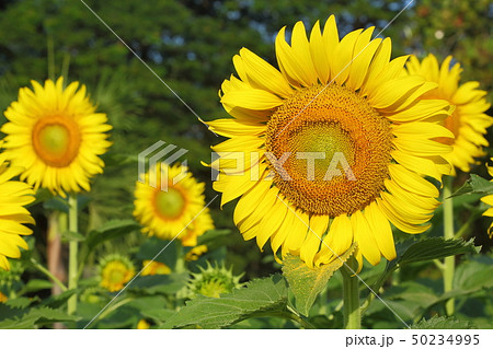 beautiful sunflower blossom blooming in nature beautiful sunflower blossom blooming in nature 50234995