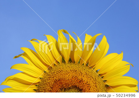 beautiful sunflower blossom blooming in the beautiful sunflower blossom blooming in the 50234996
