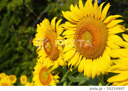 beautiful sunflower blossom blooming in nature beautiful sunflower blossom blooming in nature 50234997