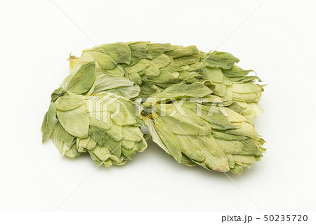 ホップ　ホップフラワー　ホップス　ホップスフラワー　ビールの原料 Hops flower whole 50235720