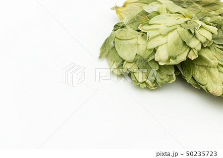 ホップ ホップフラワー ホップス ホップスフラワー ビールの原料 Hops flower whole ホップ ホップフラワー ホップス ホップスフラワー ビールの原料 Hops flower whole 50235723