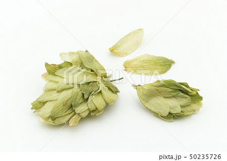 ホップ ホップフラワー ホップス ホップスフラワー ビールの原料 Hops flower whole ホップ ホップフラワー ホップス ホップスフラワー ビールの原料 Hops flower whole 50235726