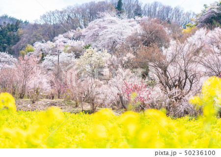 花見山公園の春 花見山公園の春 50236100