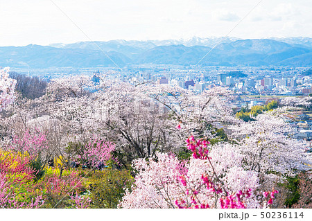 花見山公園の春 50236114