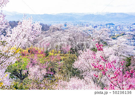 花見山公園の春 50236136