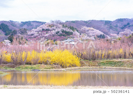 花見山公園の春 花見山公園の春 50236141