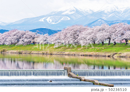 白石川堤の一目千本桜 50236510