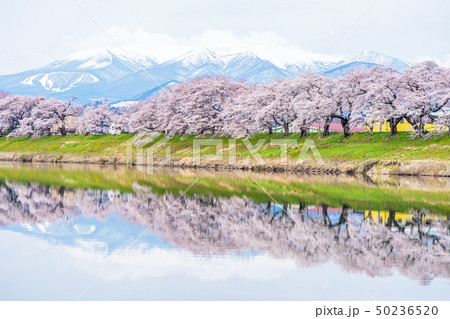 白石川堤の一目千本桜 50236520