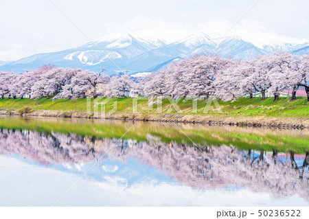 白石川堤の一目千本桜 50236522