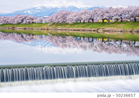 白石川堤の一目千本桜 50236657