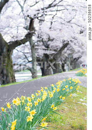 白石川堤の一目千本桜 50236658