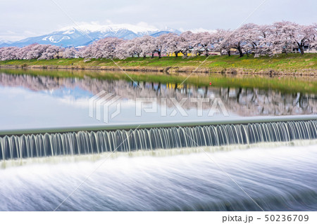 白石川堤の一目千本桜 50236709