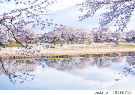 白石川堤の一目千本桜 50236710