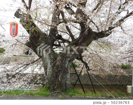 佐保川　桜　2019 50236763