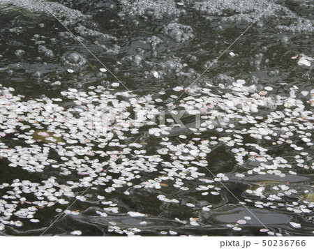 佐保川　桜　2019 50236766