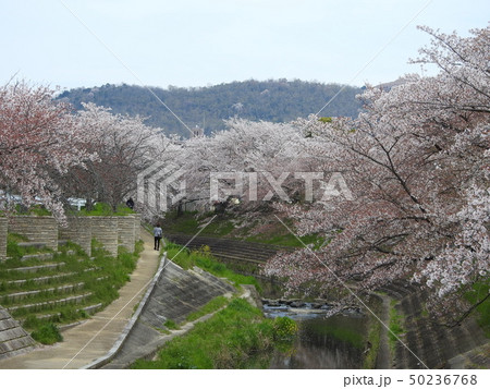 佐保川　桜　2019 50236768
